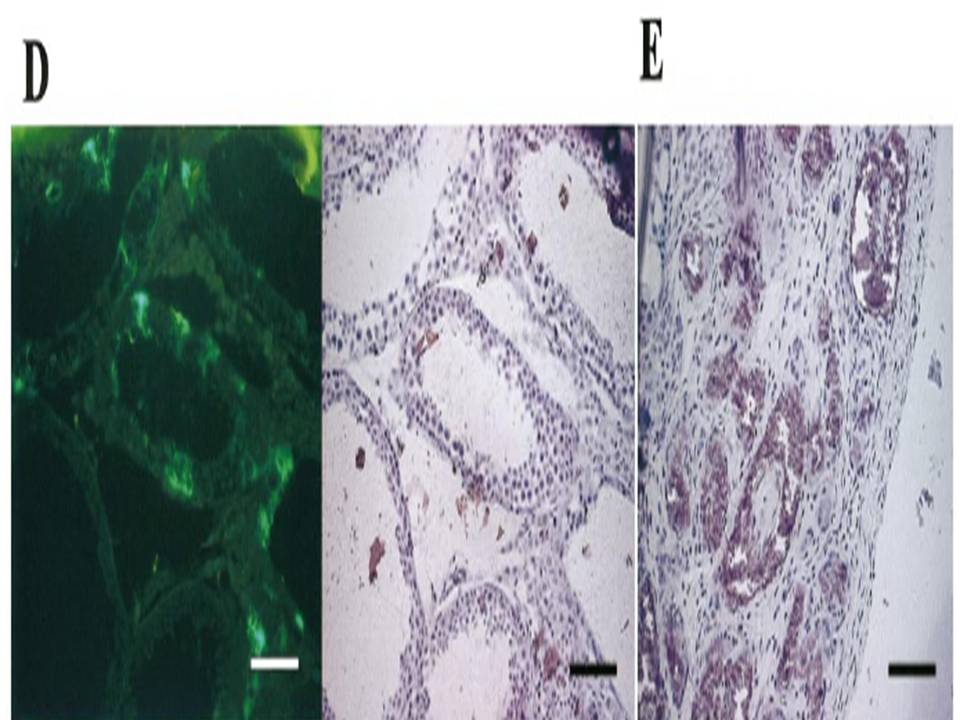 Cross-sections of a testis at 5 wk-observed with fluorescence microscope