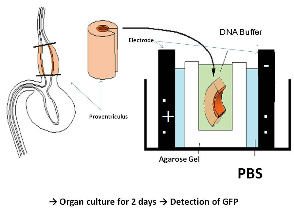 Diagram of method to introduce genes into epithelial cells of the chicken embryonic stomach (proventriculus)