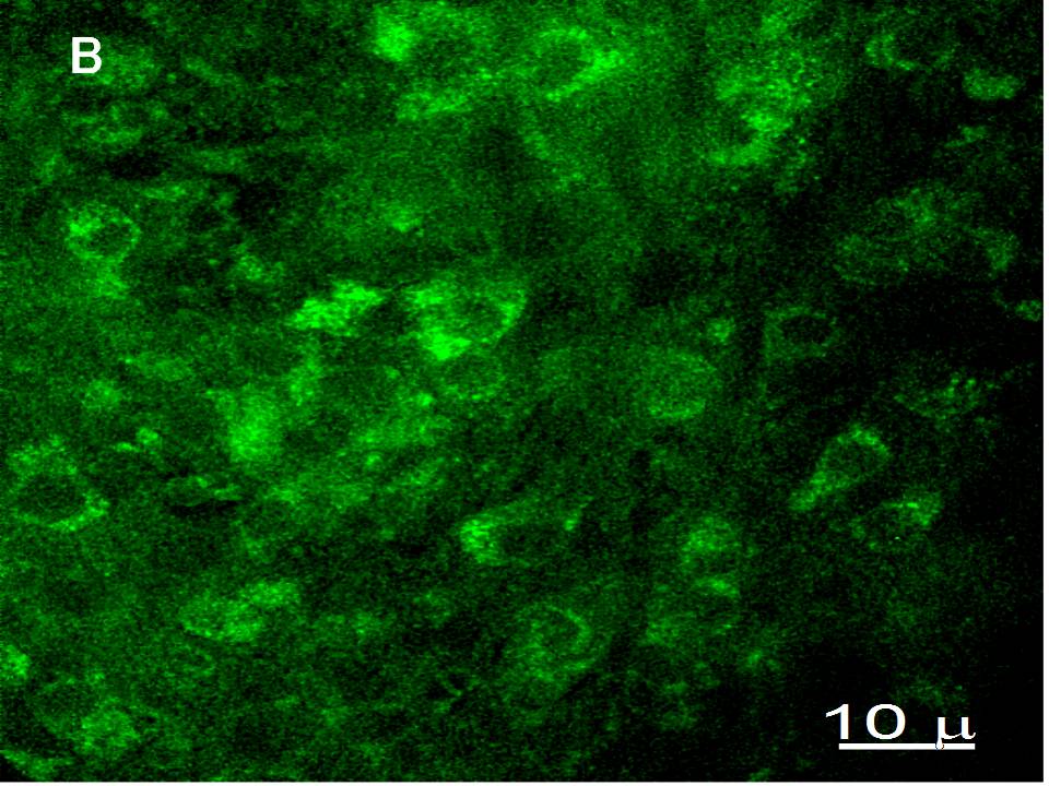 EGFP-positive cells EGFP-positive cells