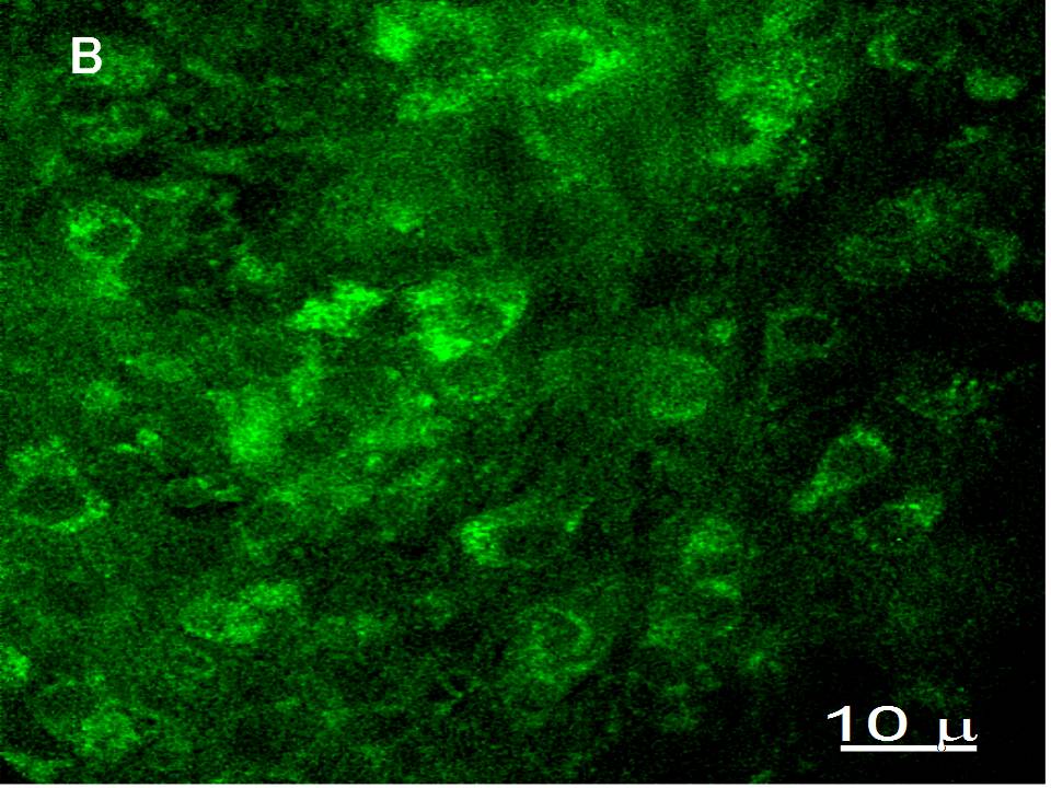 EGFP-positive cells