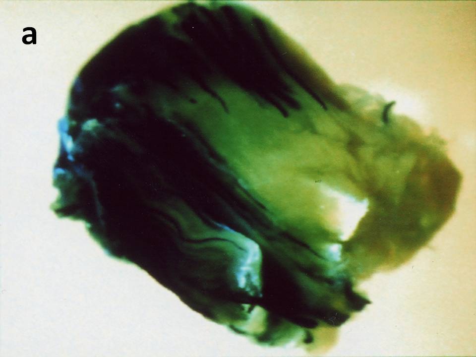 Electroporation of Whole Muscle Electroporation of Whole Muscle