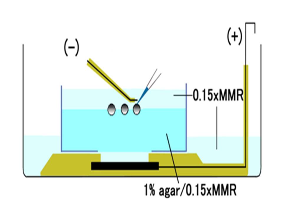 Electroporation of Xenopus embryo - Gene Delivery into the Primordium Eye at the Neural Plate Stage