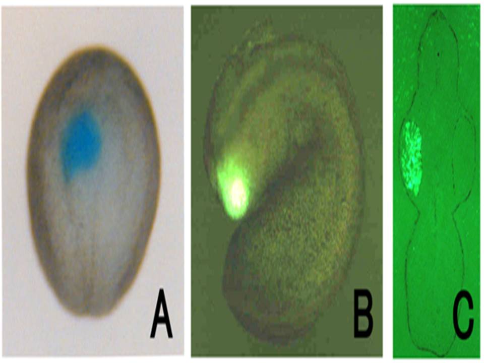 http://www.sonidel.com/CUY21 illustrated applicatons/Electroporation of Xenopus embryo - Gene Delivery into the Primordium Eye at the Neural Plate Stage2