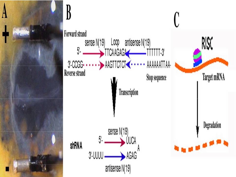 Electroporation of shRNA expression vector with CUY21 Electroporation System