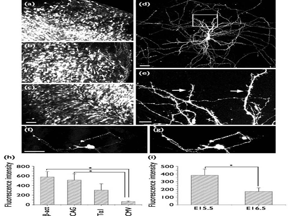 Electroporation-mediated expression of fluorescent proteins in hippocampal neurons