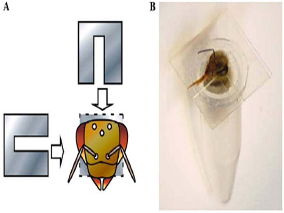 Honey bee in vivo electroporation