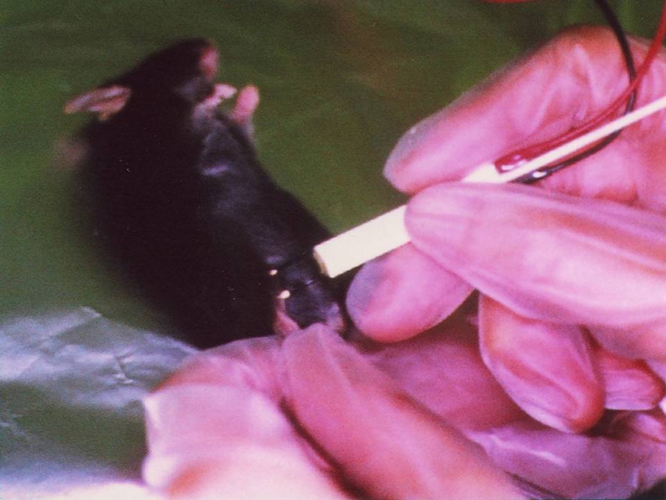 Mouse In Vivo Electroporation