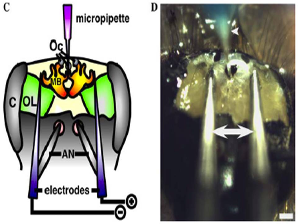 Schematic representation of the micropipette and electrodes placed in the honeybee brain