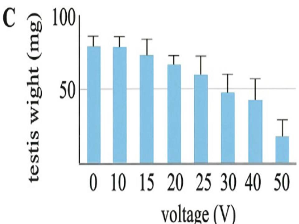 Stereomicroscopic views of transfected testes charged with various voltages and observed under excitation light after 5 wk