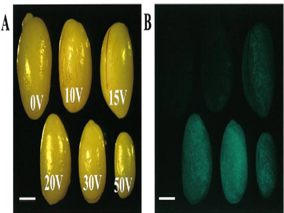 Stereomicroscopic views of transfected testes charged with various voltages and observed under visible light after 5 wk