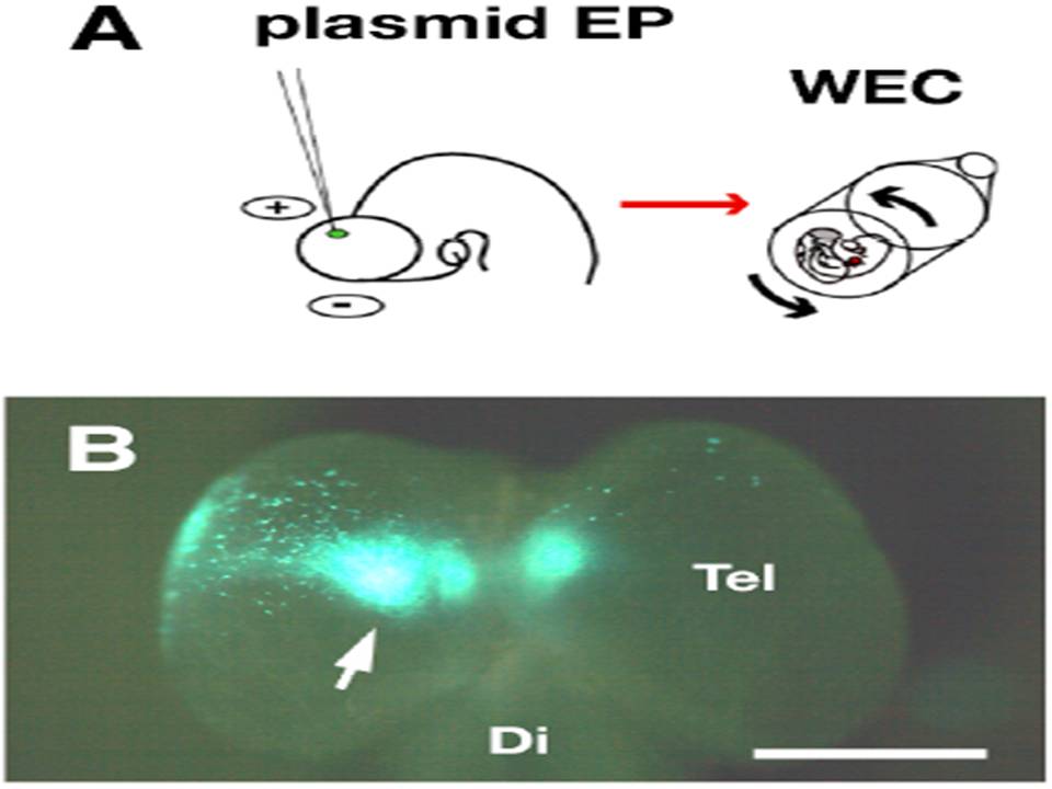 Transfection of a fluorescent protein-expression vector into the developing rat cortex