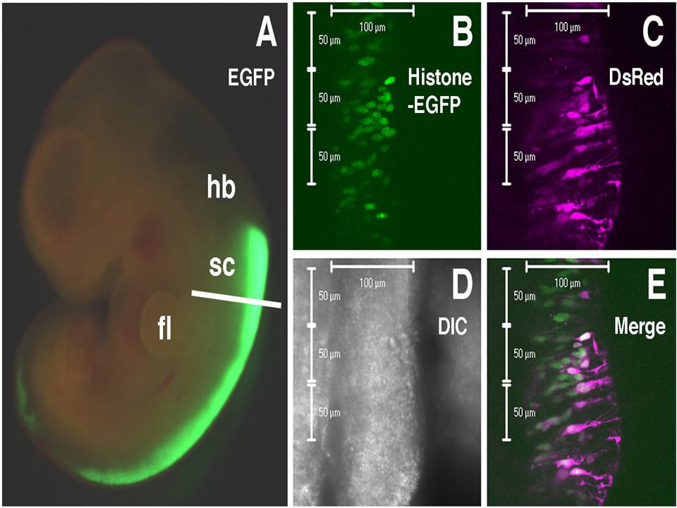 Transfection of fluorescent protein-expression vectors into the rat spinal cord