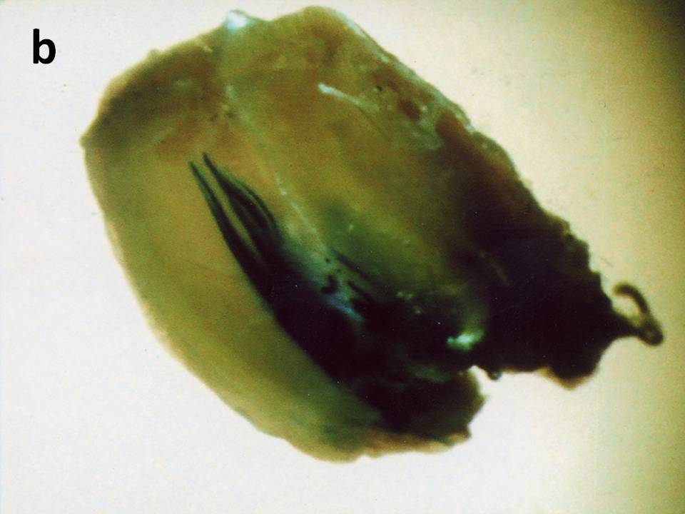 Whole muscle without electroporation Whole muscle without electroporation