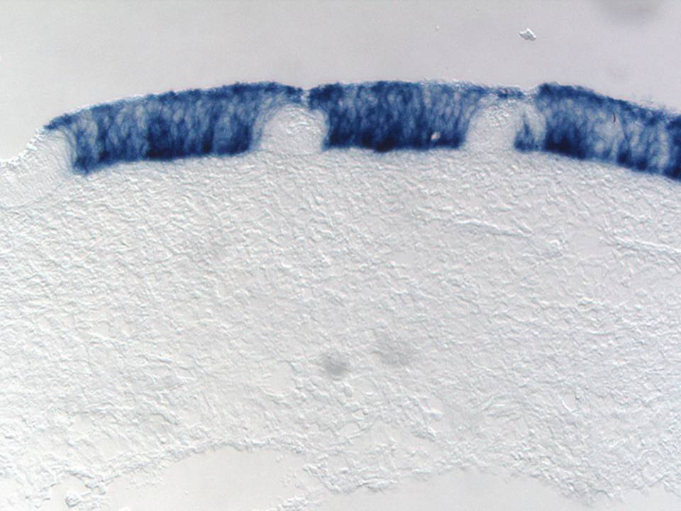 cSP gene - expressed normally - indicating that the electroporation is not harmful for the normal development of the stomach