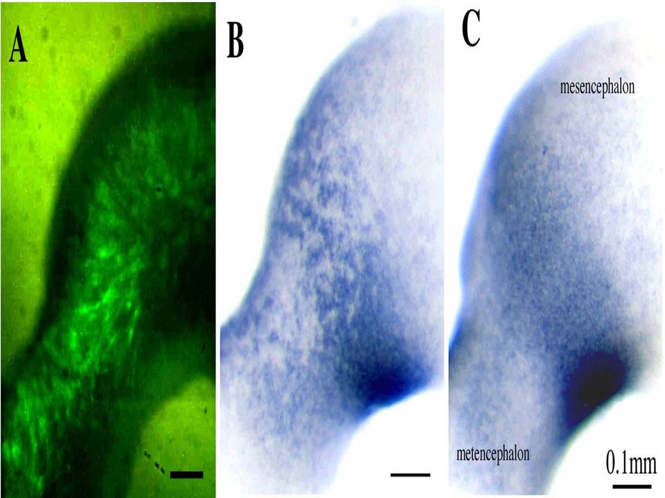 shRNA expression 24 hous after electroporation.