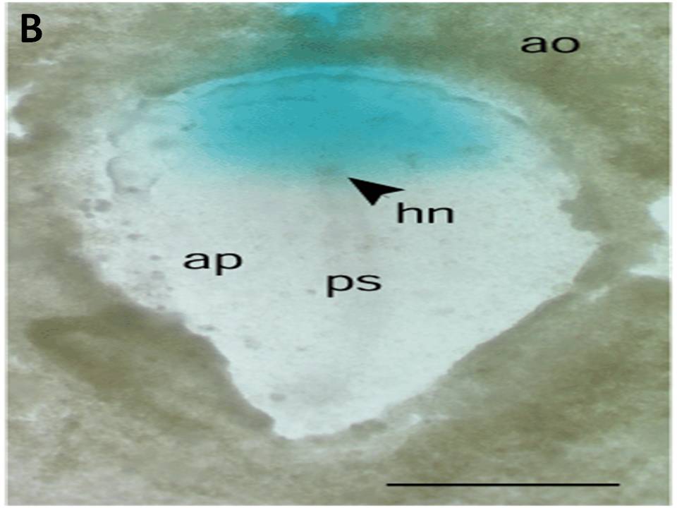 HH stage 4 chick embryo and DNA