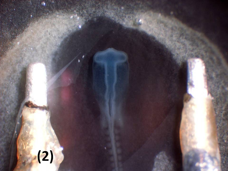 Illustration of electrodes on the vitelline membrane - overlying embryos