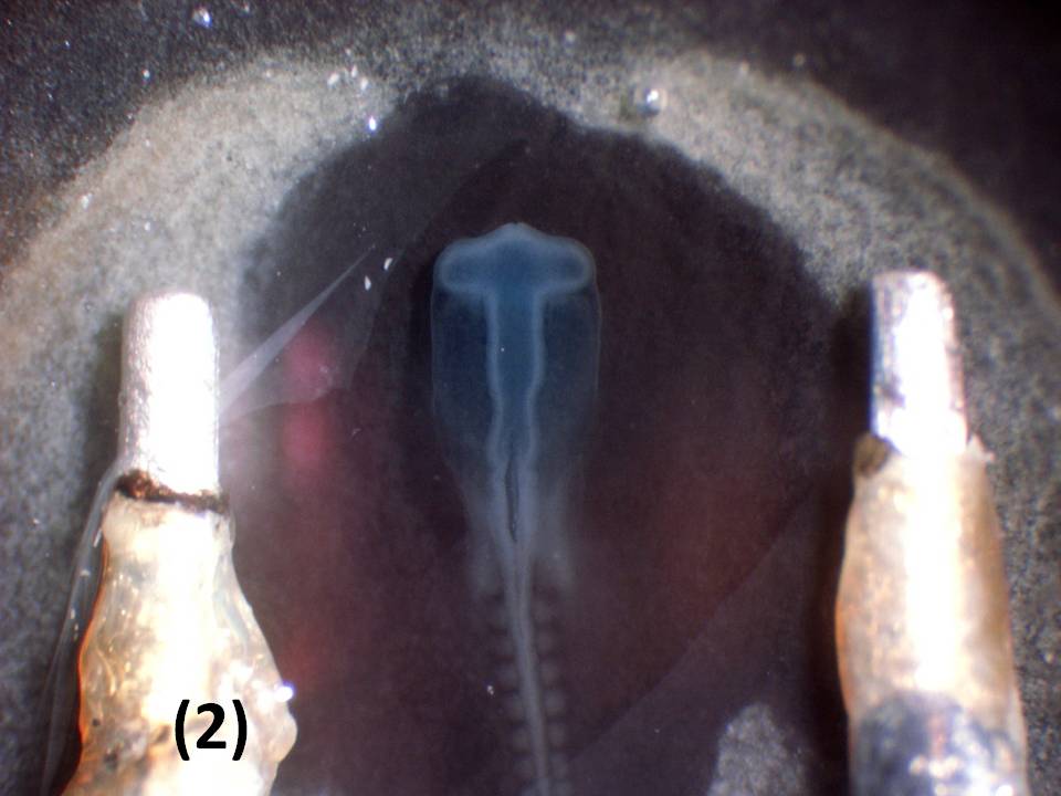 Illustration of electrodes on the vitelline membrane - overlying embryos Illustration of electrodes on the vitelline membrane - overlying embryos