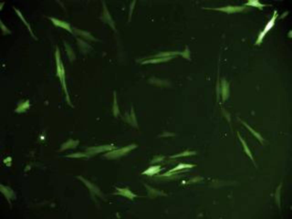 NEPA21 / CCD1079sk - Human Skin Fibroblasts - Transfection Efficiency 53 per cent
