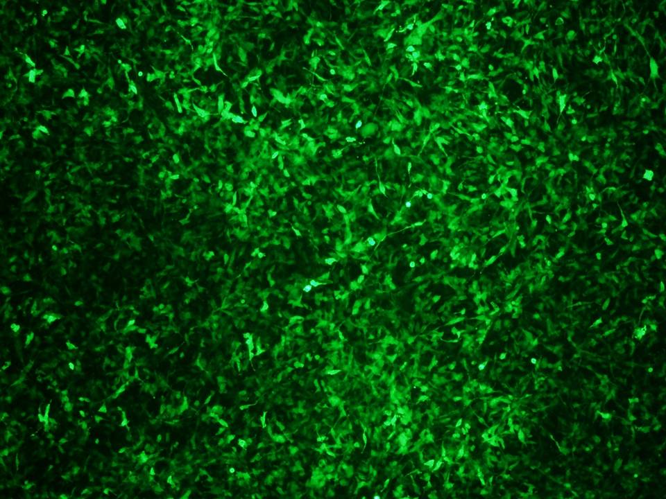 NEPA21 / Colon-26 - Mouse Colon Adenocarcinoma cells - Viability 95 and Transfection Efficiency 90 per cent