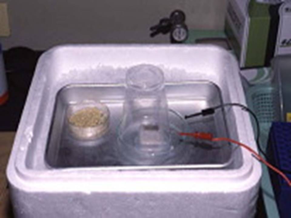 Electroporation on Ice