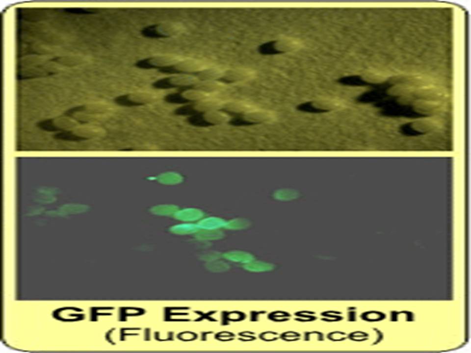 GFP Expression_Fluorescence