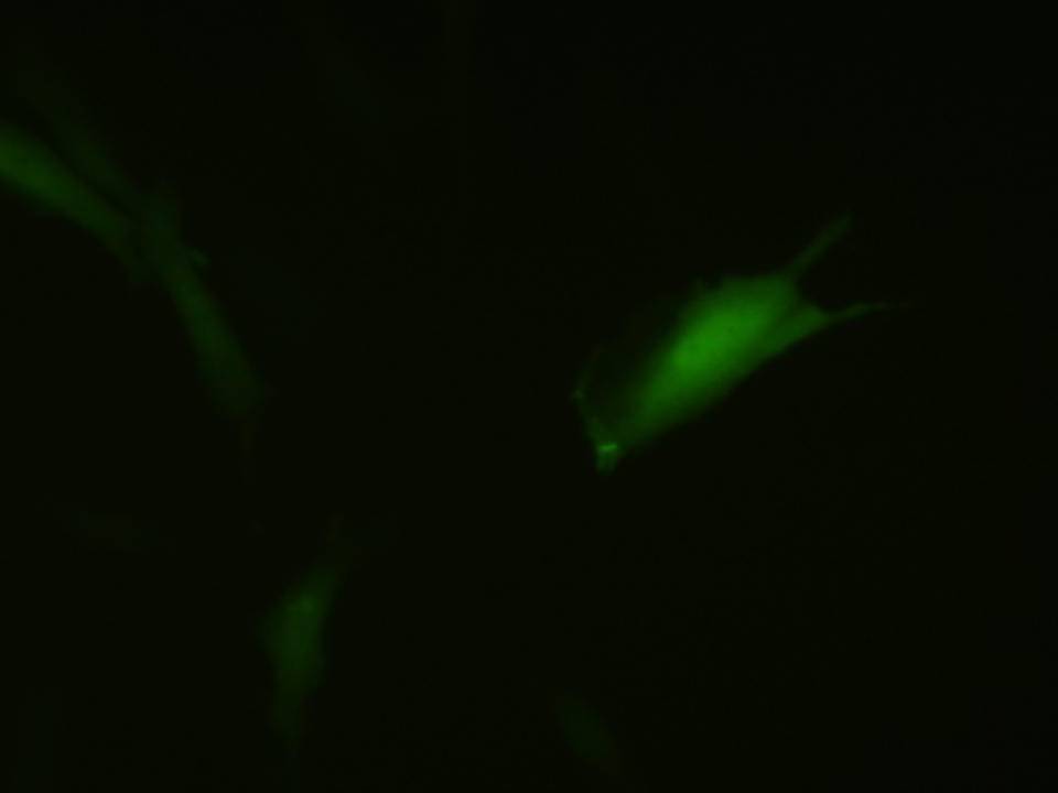 NEPA21 / GTS9 - Ginbuna Thymus cells - Transfection Efficiency 30 per cent