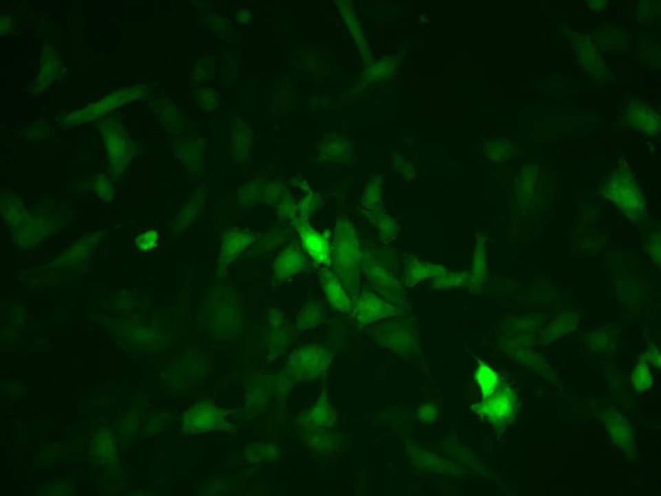 NEPA21 / H9c2 - Rat Ventricular Myoblasts - Transfection Efficiency 82 per cent