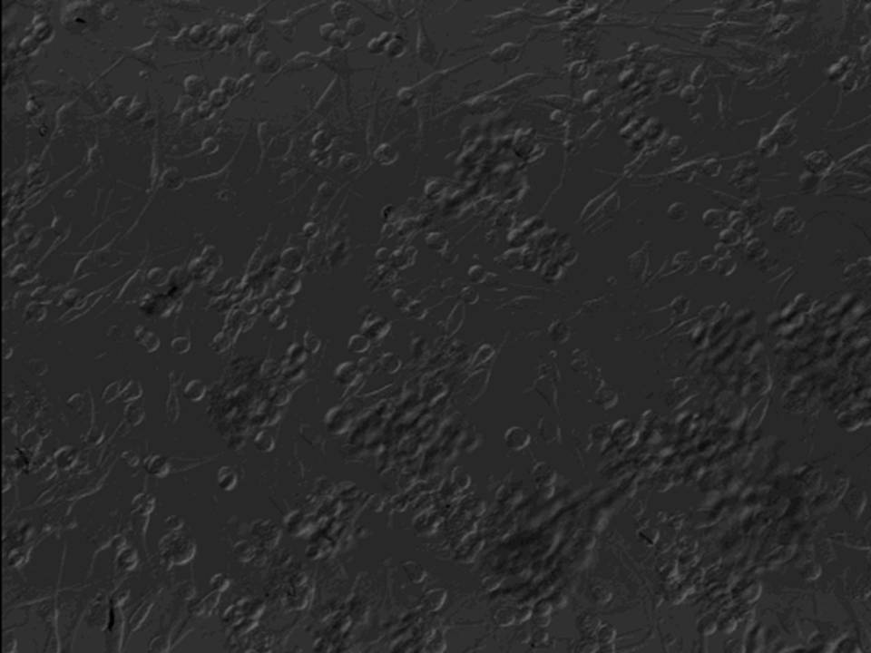 NEPA21 / KG-1-C - Human Oligodendroglial cells - Viability 85 per cent