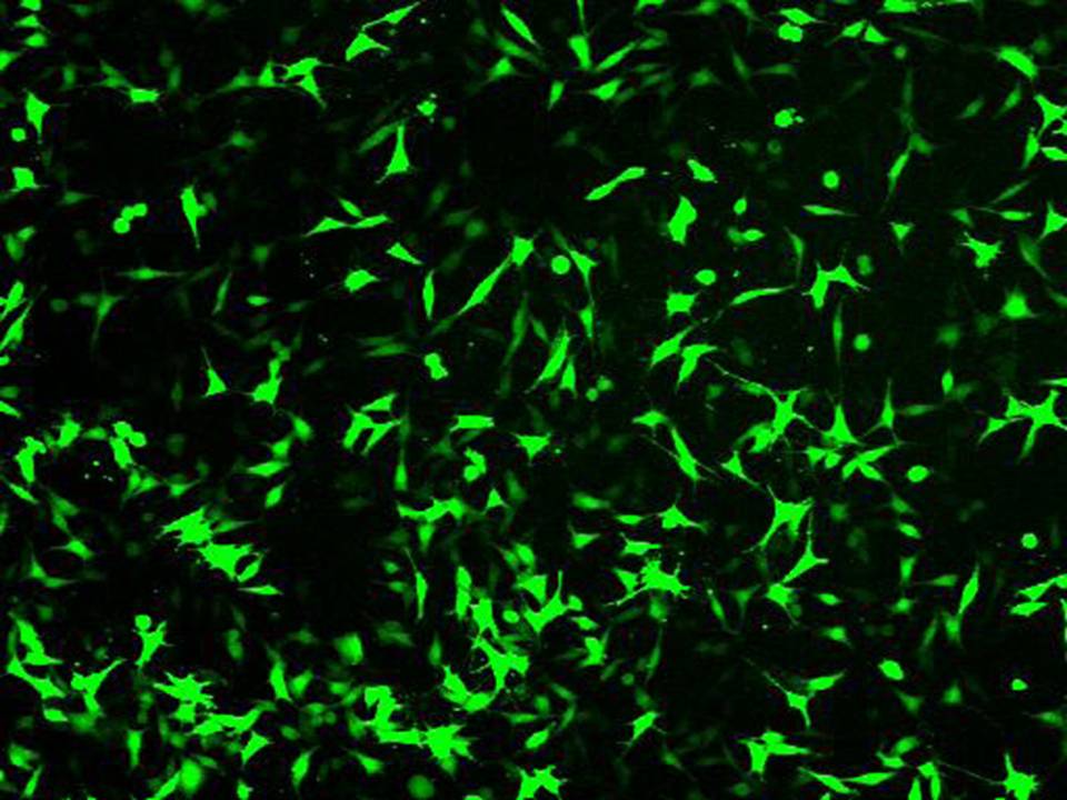 NEPA21 / L - Mouse Fibroblasts - Transfection Efficiency 65 per cent