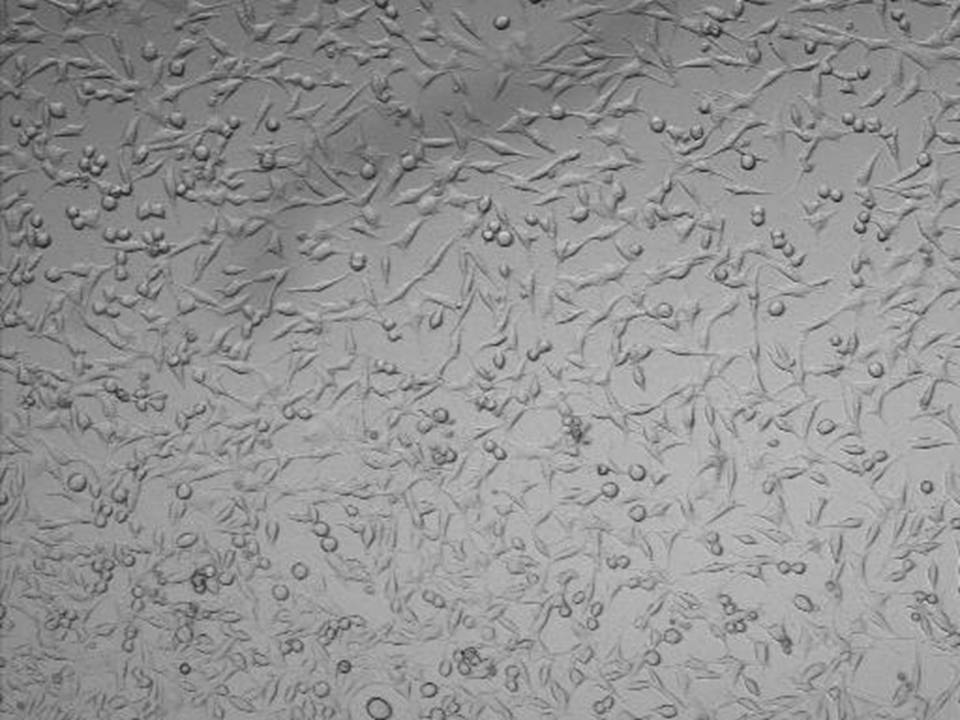 NEPA21 / L - Mouse Fibroblasts - Viability 90 per cent