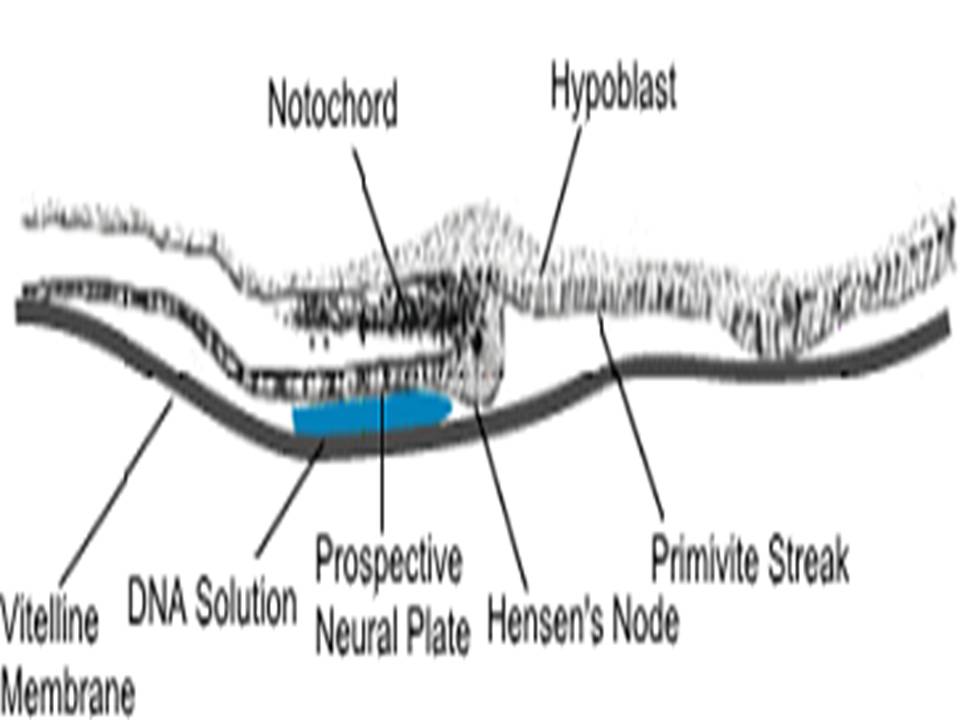 Chick Embryo Schema