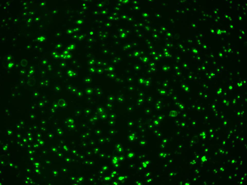 NEPA21 / MC-9 -Mouse Mast cells - Transfection Efficiency 84 per cent