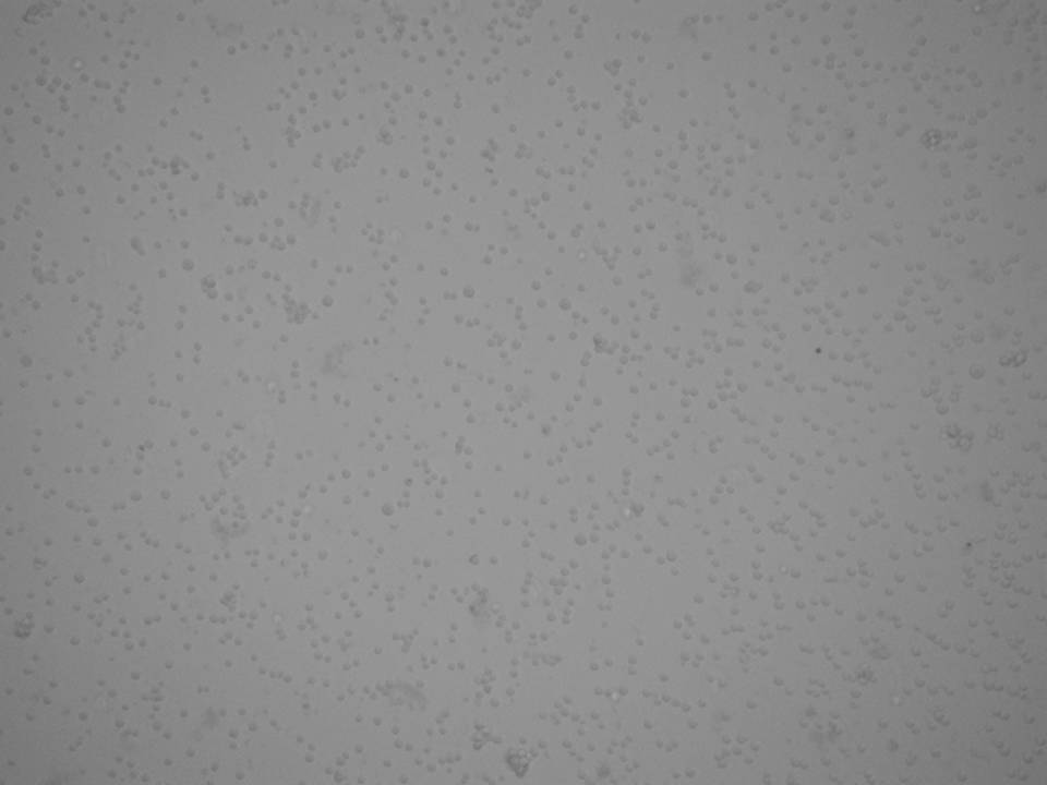NEPA21 / MC-9 -Mouse Mast cells - Viability 76 per cent