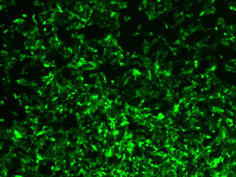 NEPA21 / MDCK - Madrin-Darby Canine - Transfection Efficiency 95 per cent