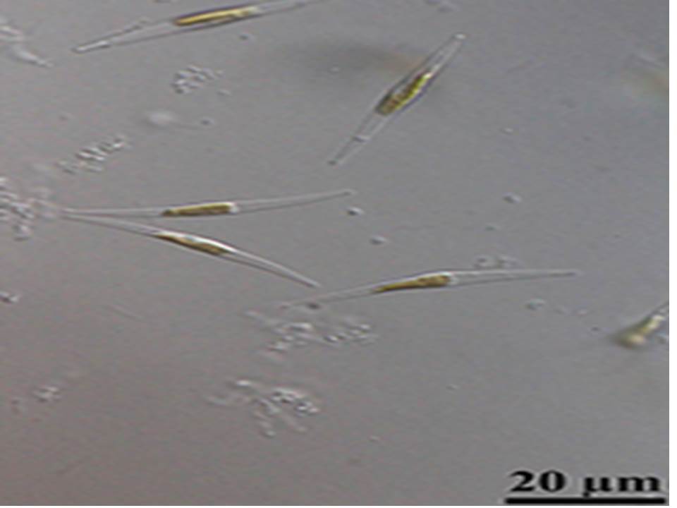 Phaeodactylum tricornutum_1