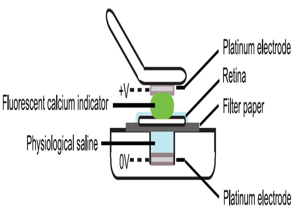 Ex Vivo Retina EP Schema jpg