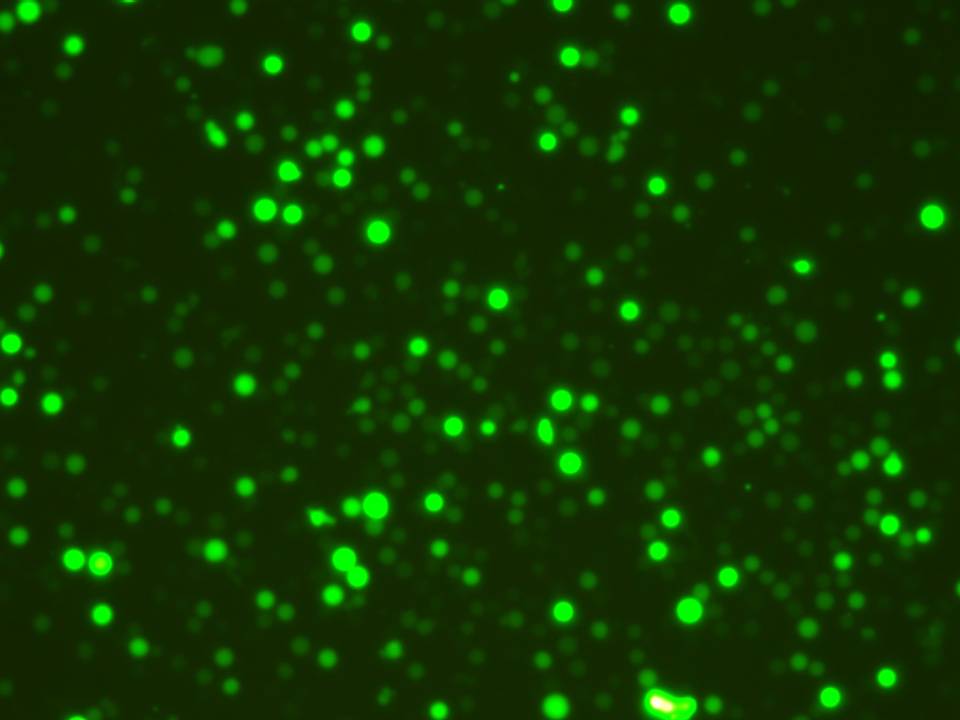 NEPA21 / Primary - Human T cells - Transfection Efficiency 90 per cent