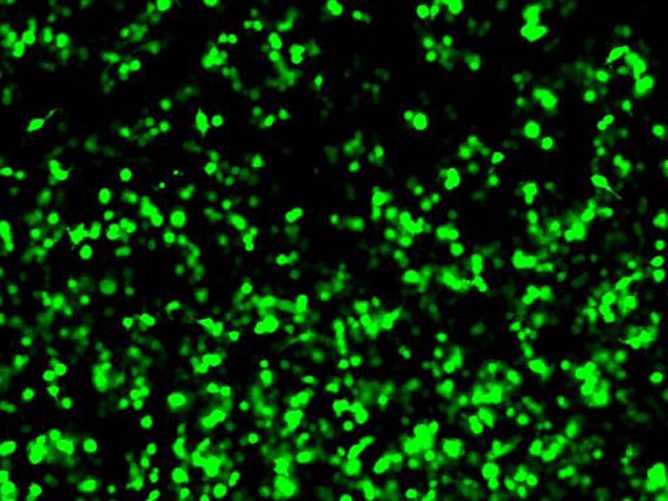 NEPA21 / RAW264.7 - Mouse Macrophage-like Cells - Transfection Efficiency 56 per cent