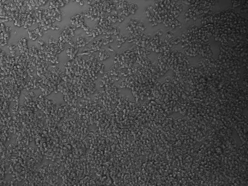 NEPA21 / RAW264.7 - Mouse Macrophage-like Cells - Viability 70 per cent