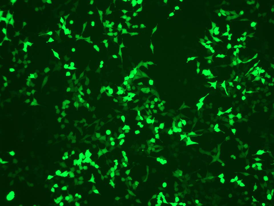 NEPA21 / RSC96 - Rat Schwann cells - Transfection Efficiency 85 per cent