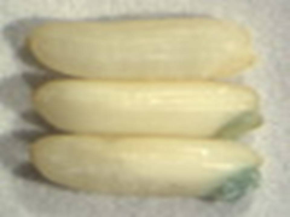 Rice (indica)