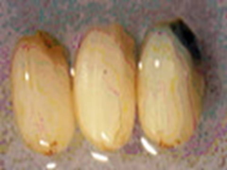 Rice (japonica)