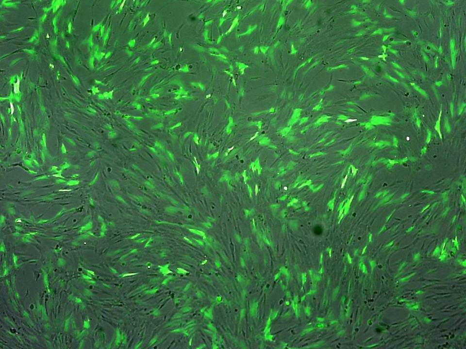 TIG-3 - Human Embryonic Lung Fibroblasts - Viability 90 per cent and Transfection Efficiency 80 per cent