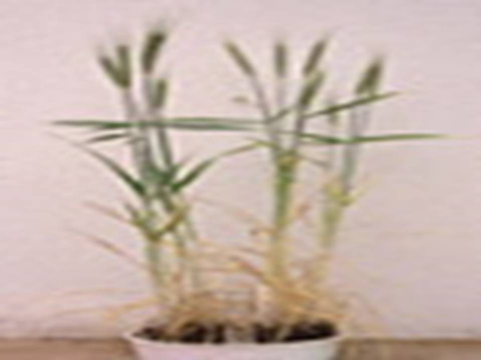 Transformed Plants