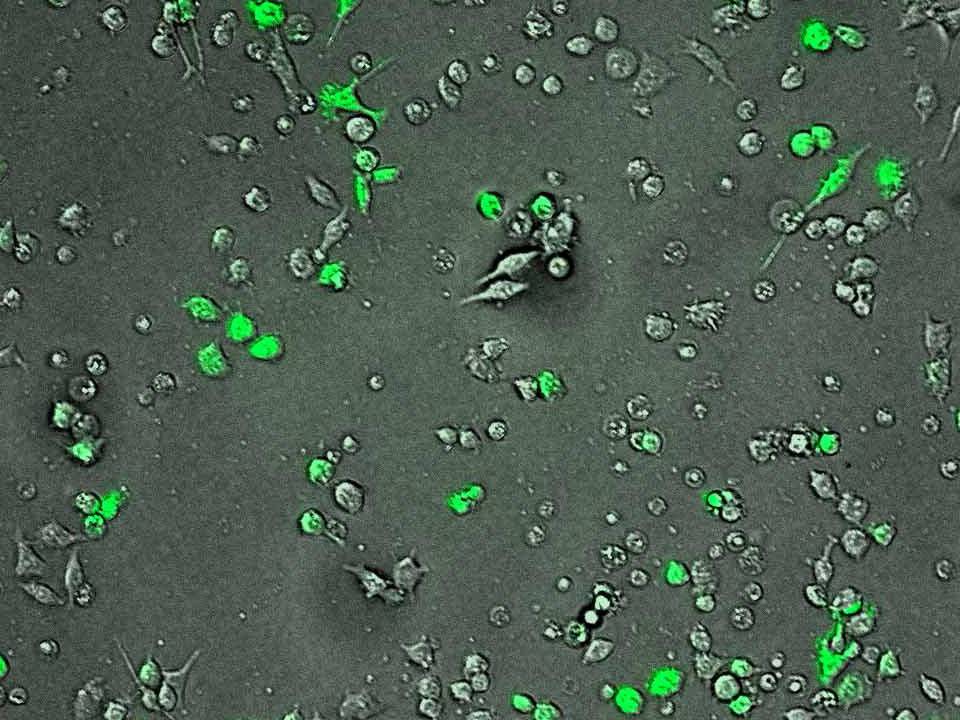 NEPA21 / XS106 - Mouse Dendritic Cells - Viability 61 per cent - Transfection Efficiency 45 per cent