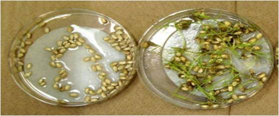 Geneticine Selection of Rice Seeds and or Seedlings