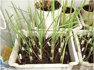 Next Generation (T1) Individual (Rice Plant)