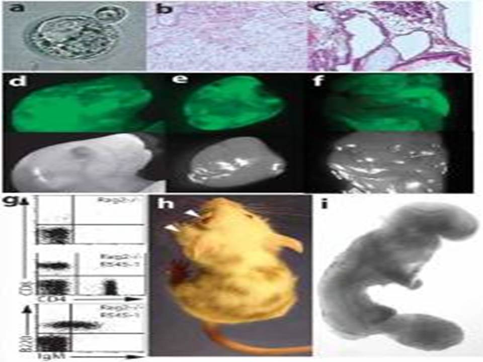 Developmental potential of R545-1 ES cells jpg