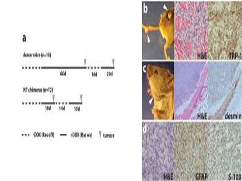 Cancer phenotype in chimeric mice jpg